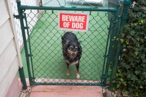 Dog Bite Law