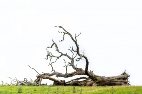 Negligence Lawyer U.: Tree Crushes Car