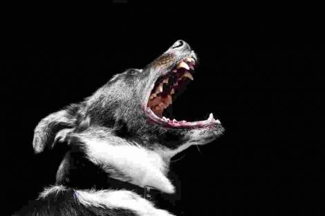 Dog Bite Attorney Advice: First Bites