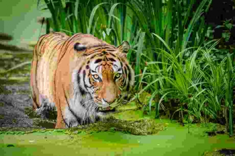 Animal Bite – When is Owner Responsible?