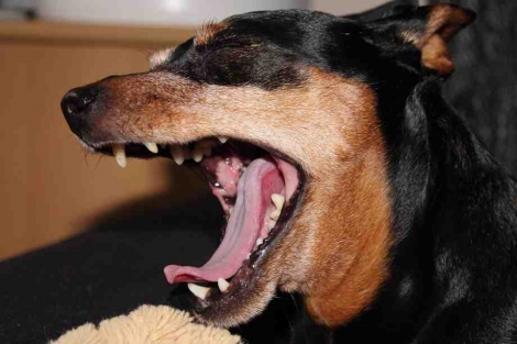 Dog Bite Lawyers’ Tips for Victims